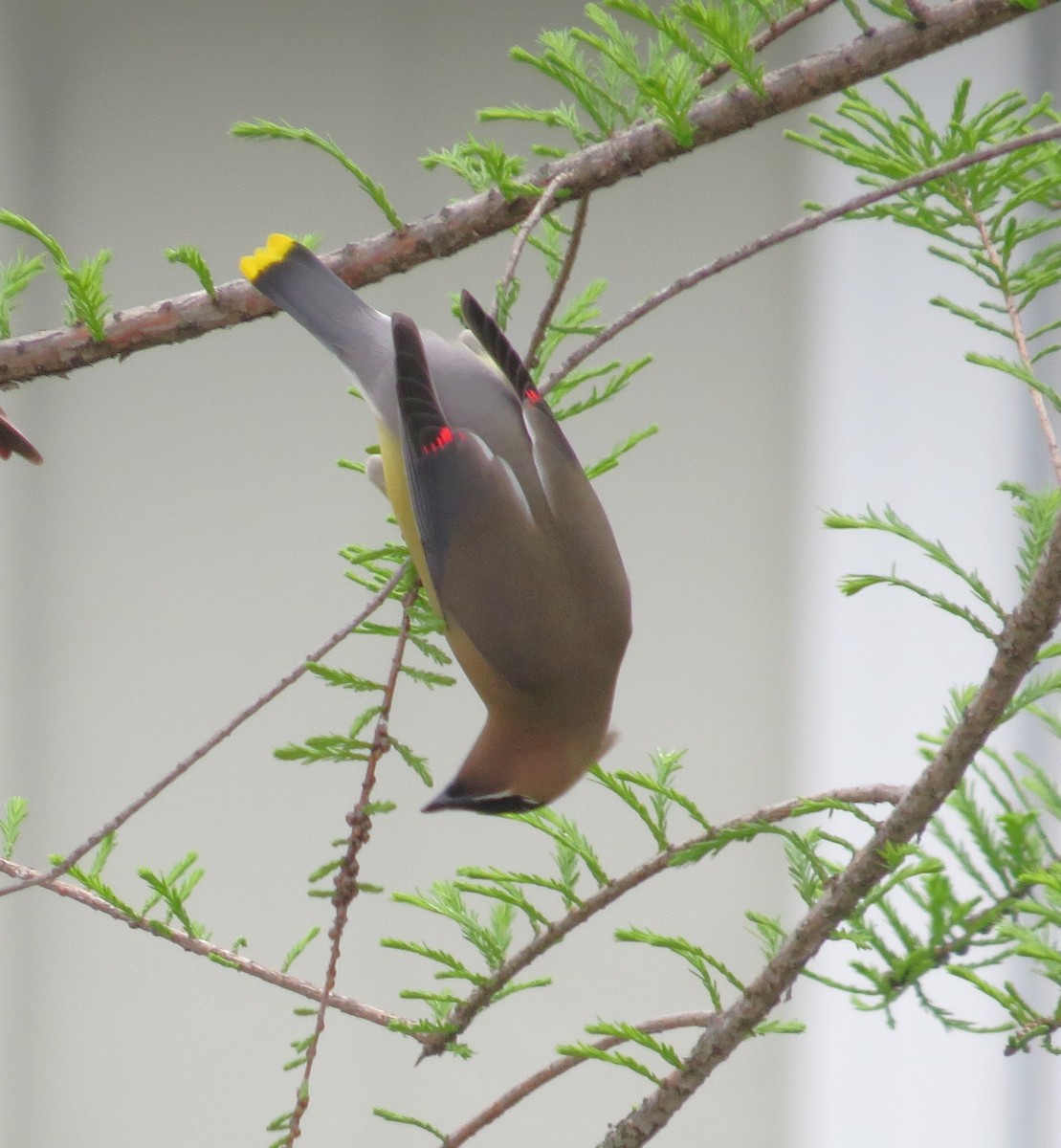 Cedar Waxwing - Lora Reynolds