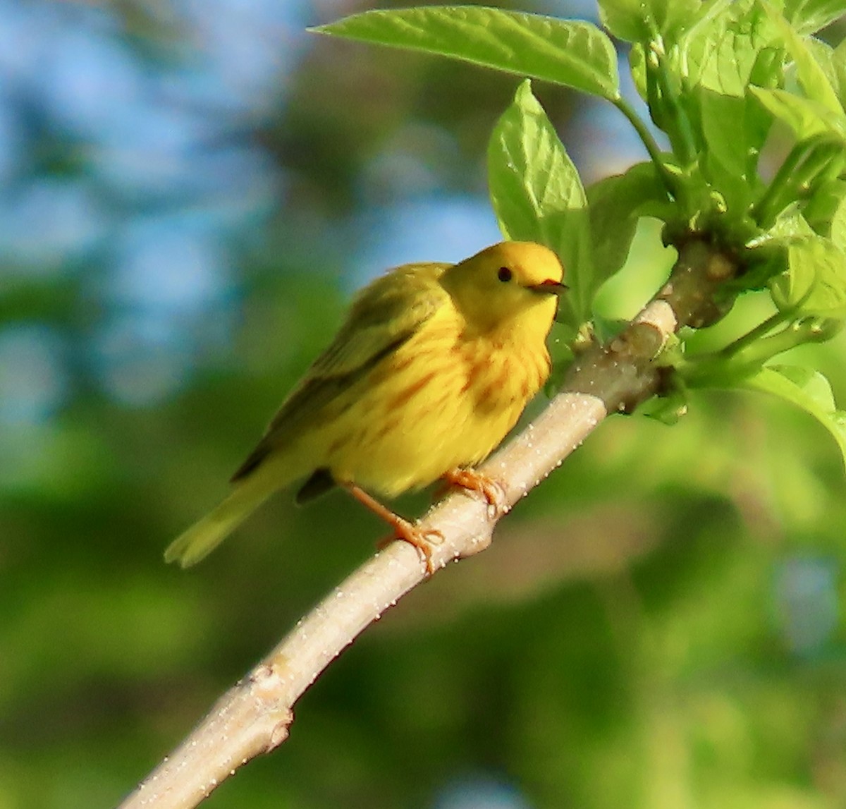 Yellow Warbler - Randy Shonkwiler