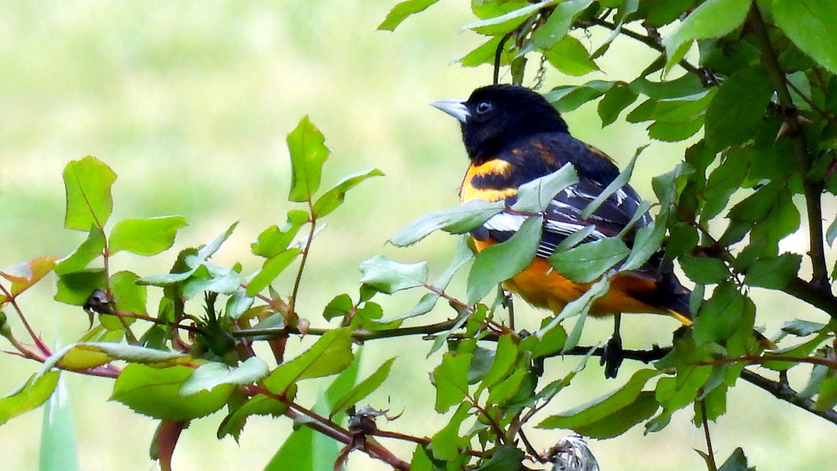 Baltimore Oriole - ML618497326