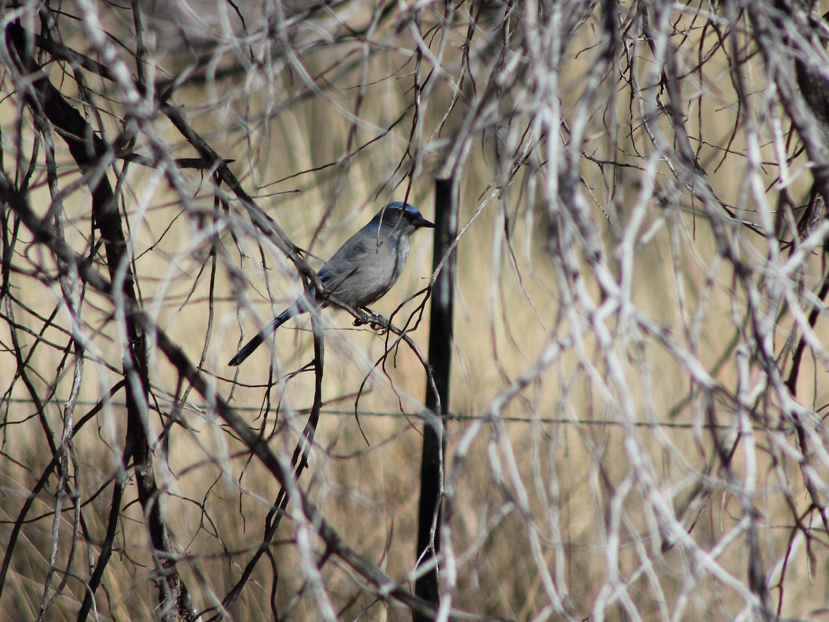 Woodhouse's Scrub-Jay - Sam Holcomb