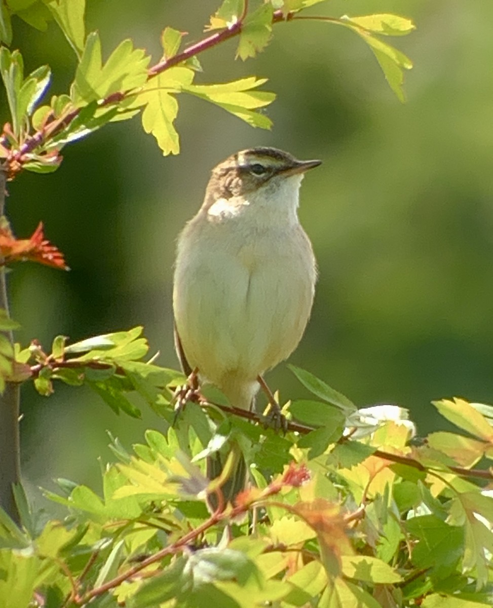 Sedge Warbler - ML618497348