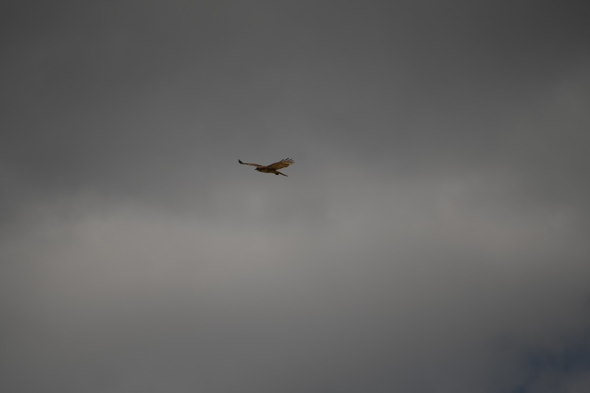 Red-tailed Hawk - Team Sidhu-White