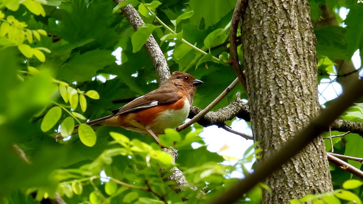 Eastern Towhee - ML618497373