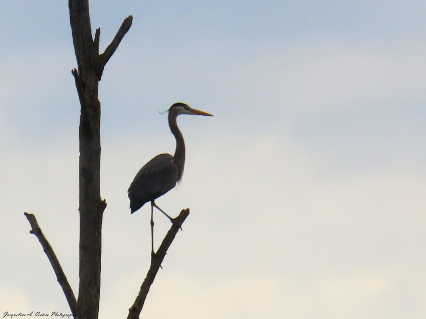 Garza Azulada - ML618497379