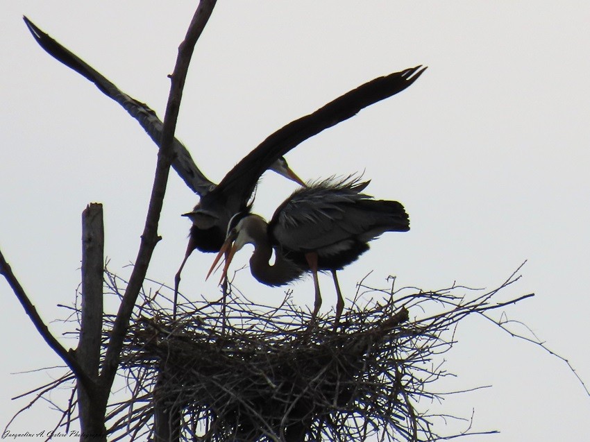 Great Blue Heron - ML618497380