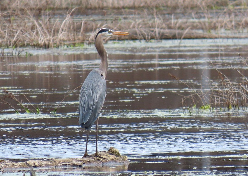 Garza Azulada - ML618497381