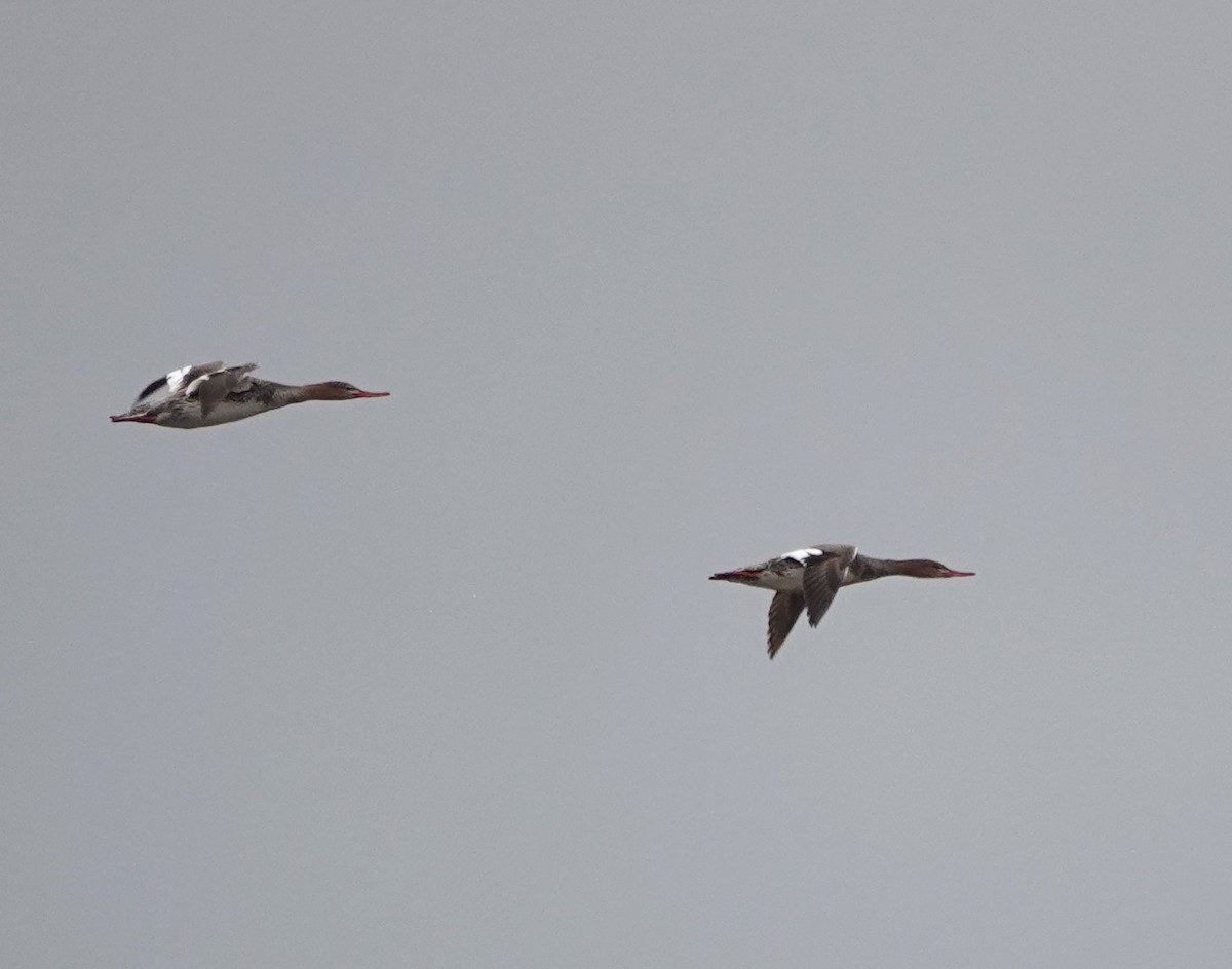 Red-breasted Merganser - ML618497394