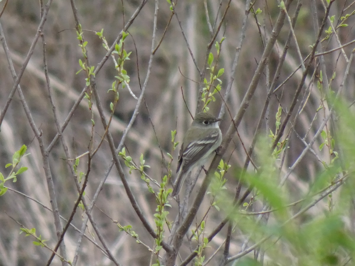 Mosquero sp. (Empidonax sp.) - ML618497395