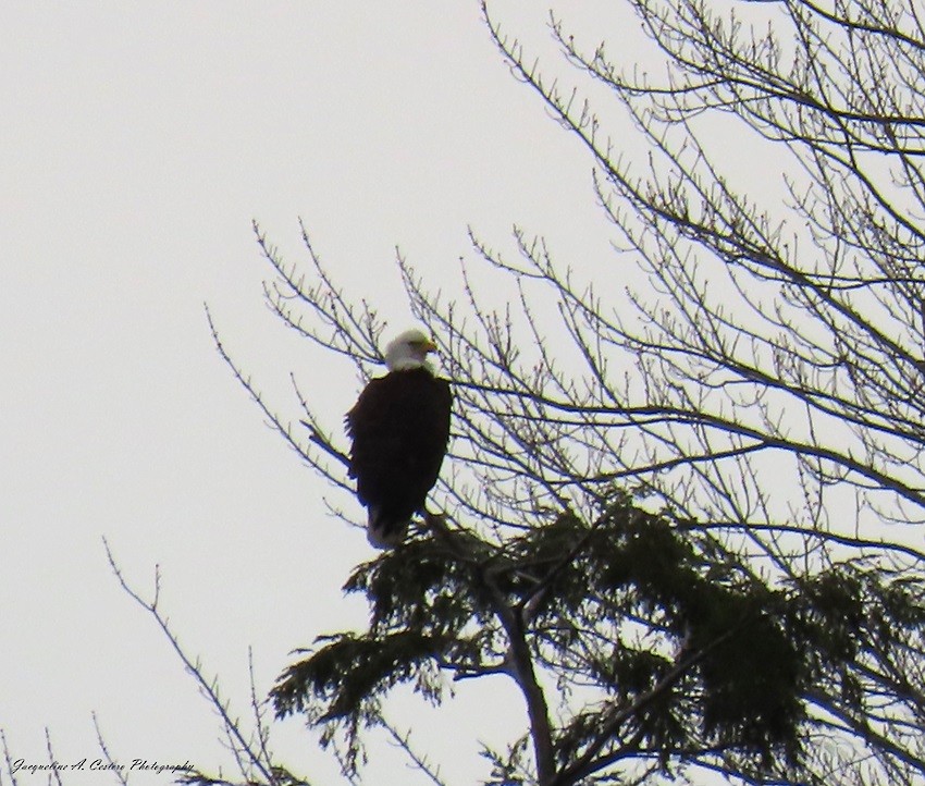 Bald Eagle - ML618497397