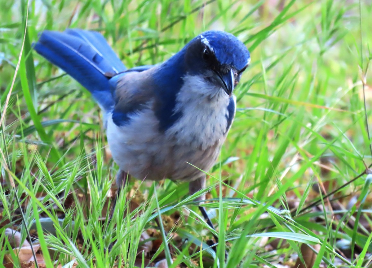 California Scrub-Jay - ML618497416