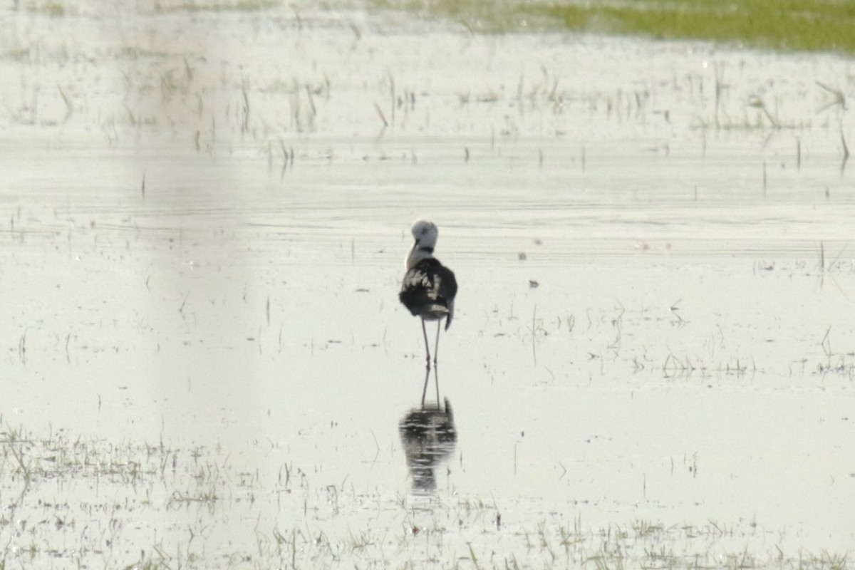 Black-winged Stilt - ML618497430