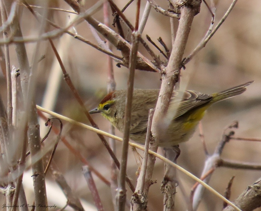 Palm Warbler - ML618497441