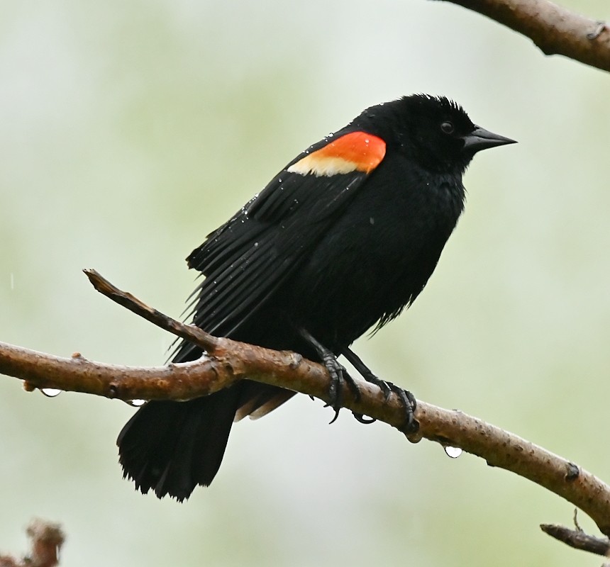 Red-winged Blackbird - Regis Fortin