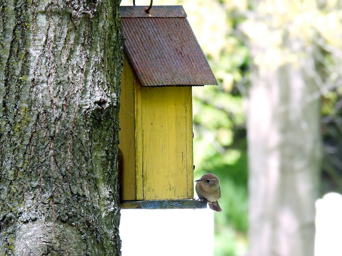 Northern House Wren - ML618497476
