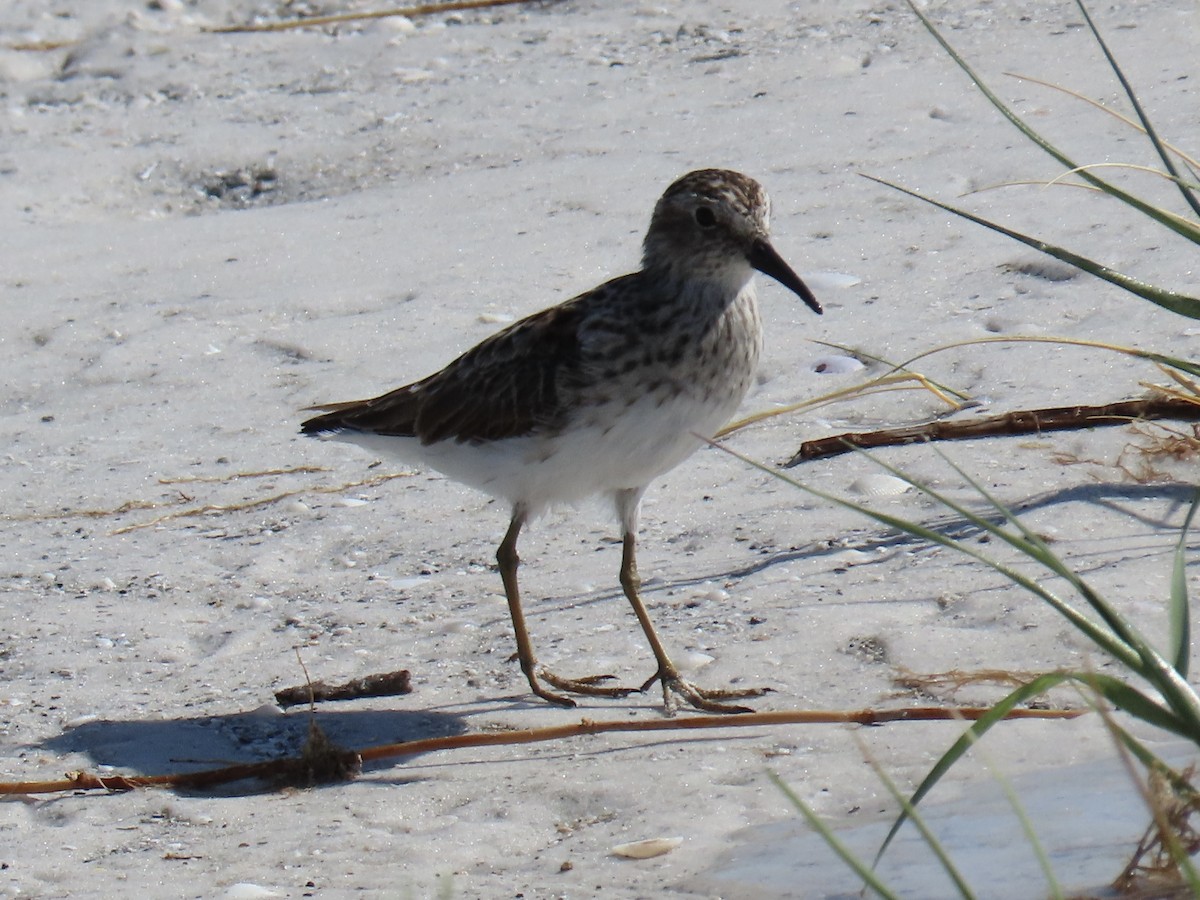 Least Sandpiper - Green Blood