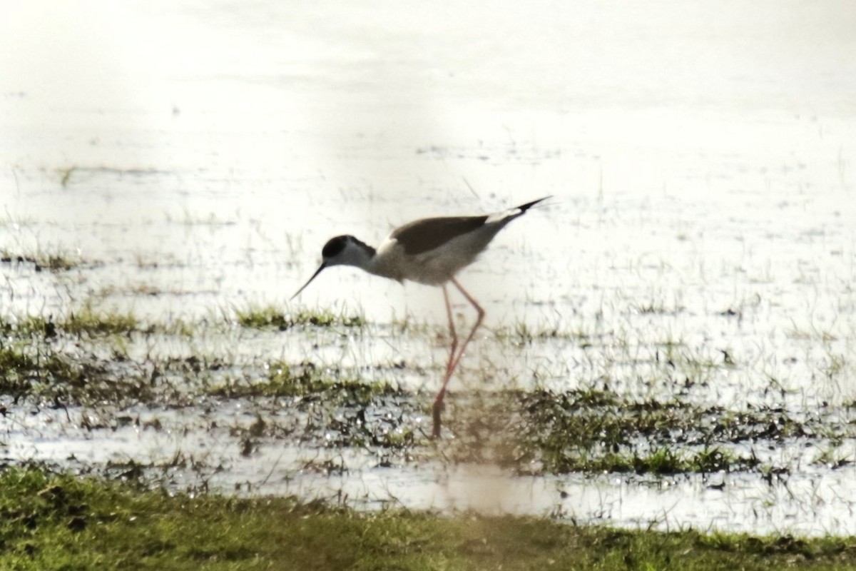 Black-winged Stilt - Jan Roedolf