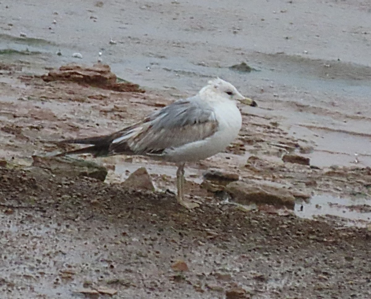 Ring-billed Gull - ML618497504