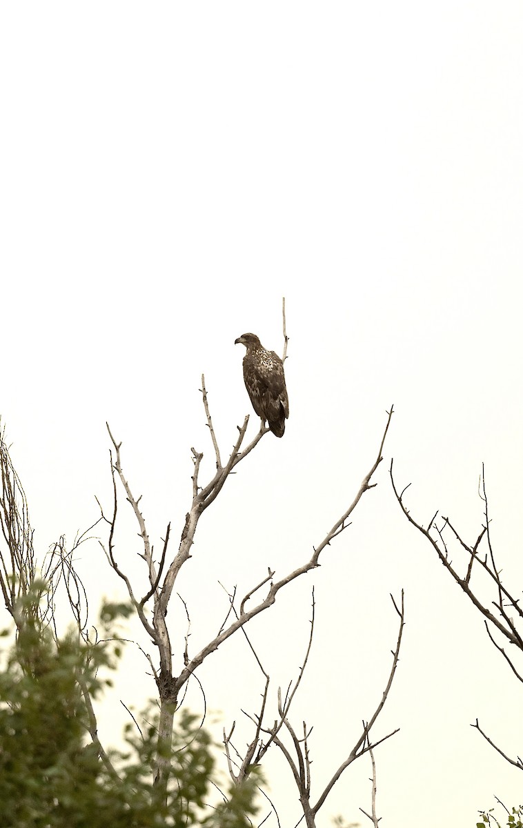 White-tailed Eagle - Anand ramesh