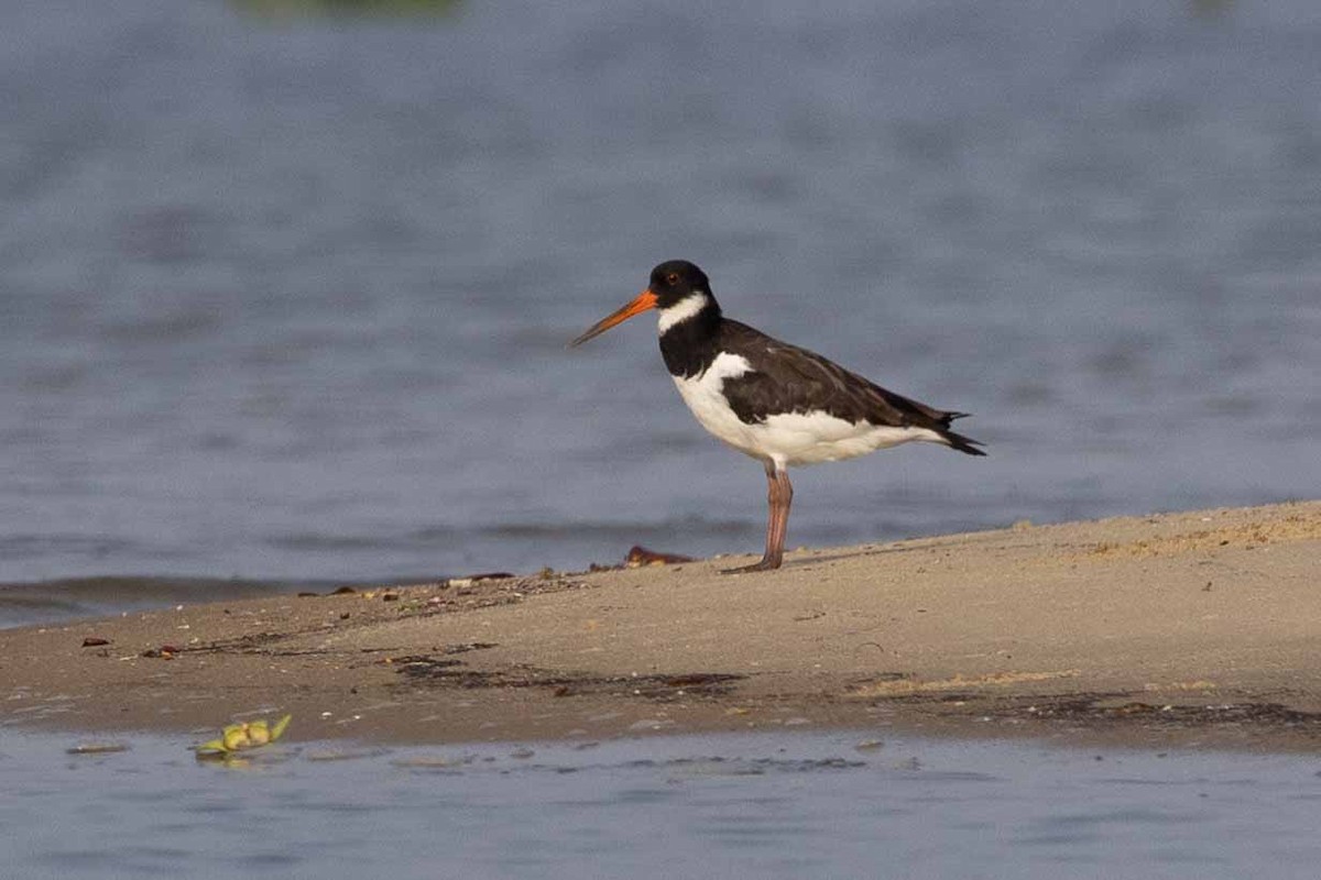 Eurasian Oystercatcher - Samanvitha Rao