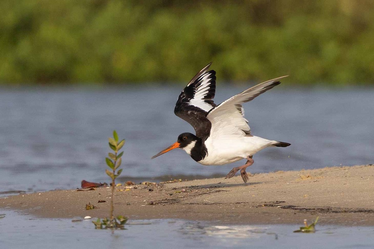 Eurasian Oystercatcher - ML618497530