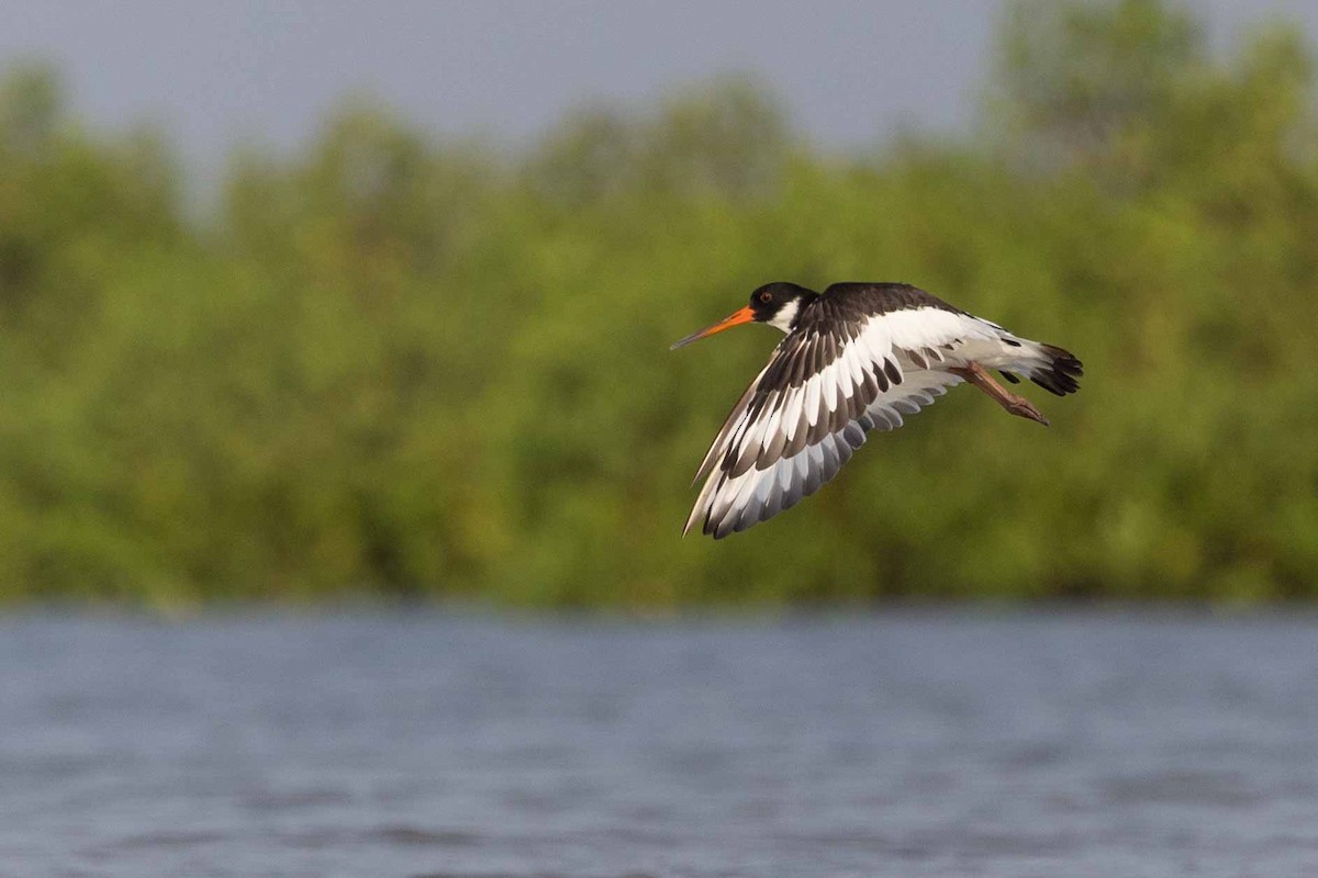 Eurasian Oystercatcher - ML618497531