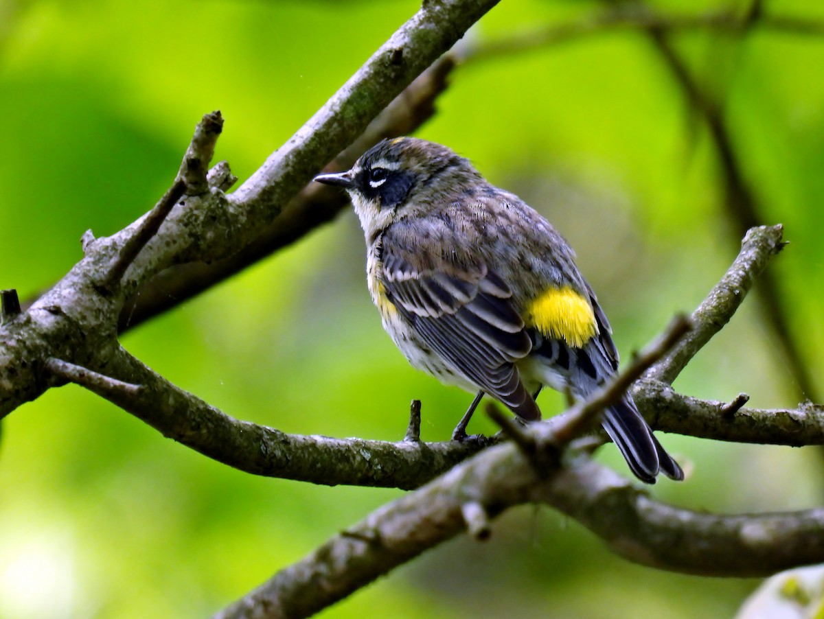 Yellow-rumped Warbler - Douglas Cioffi