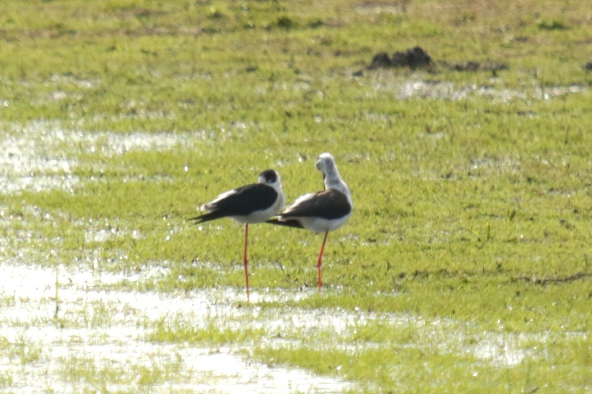 Black-winged Stilt - ML618497550