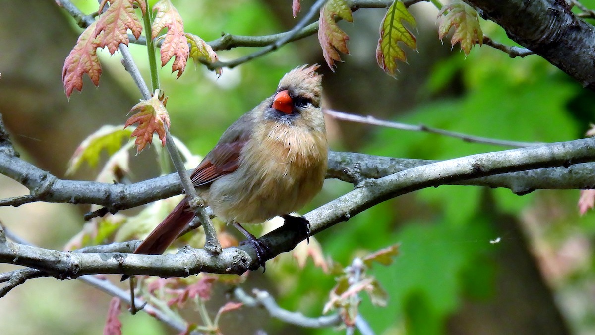 Northern Cardinal - Douglas Cioffi