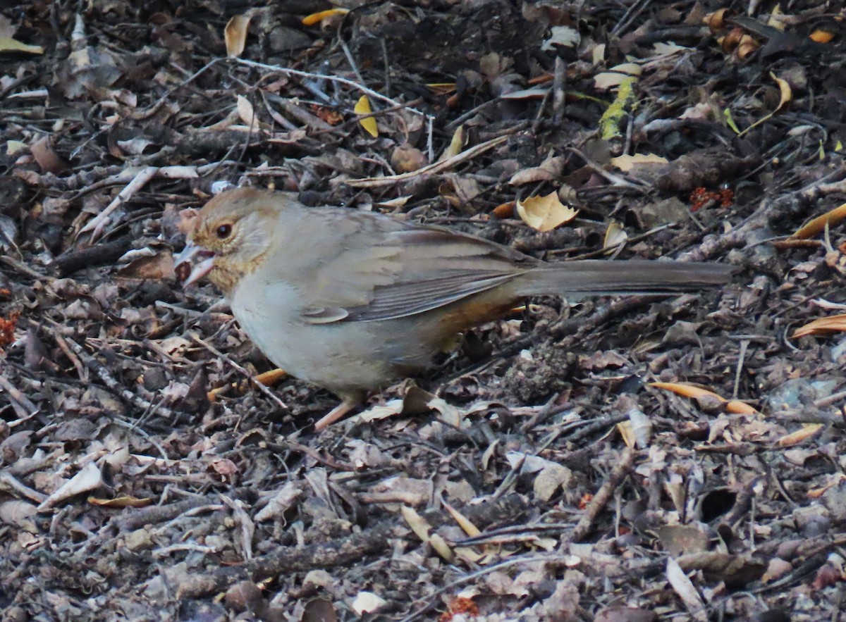 California Towhee - ML618497573