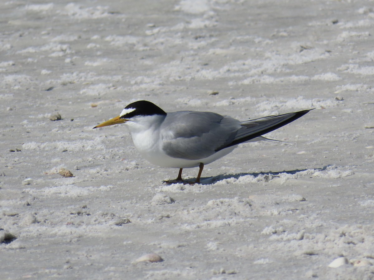 Least Tern - ML618497610