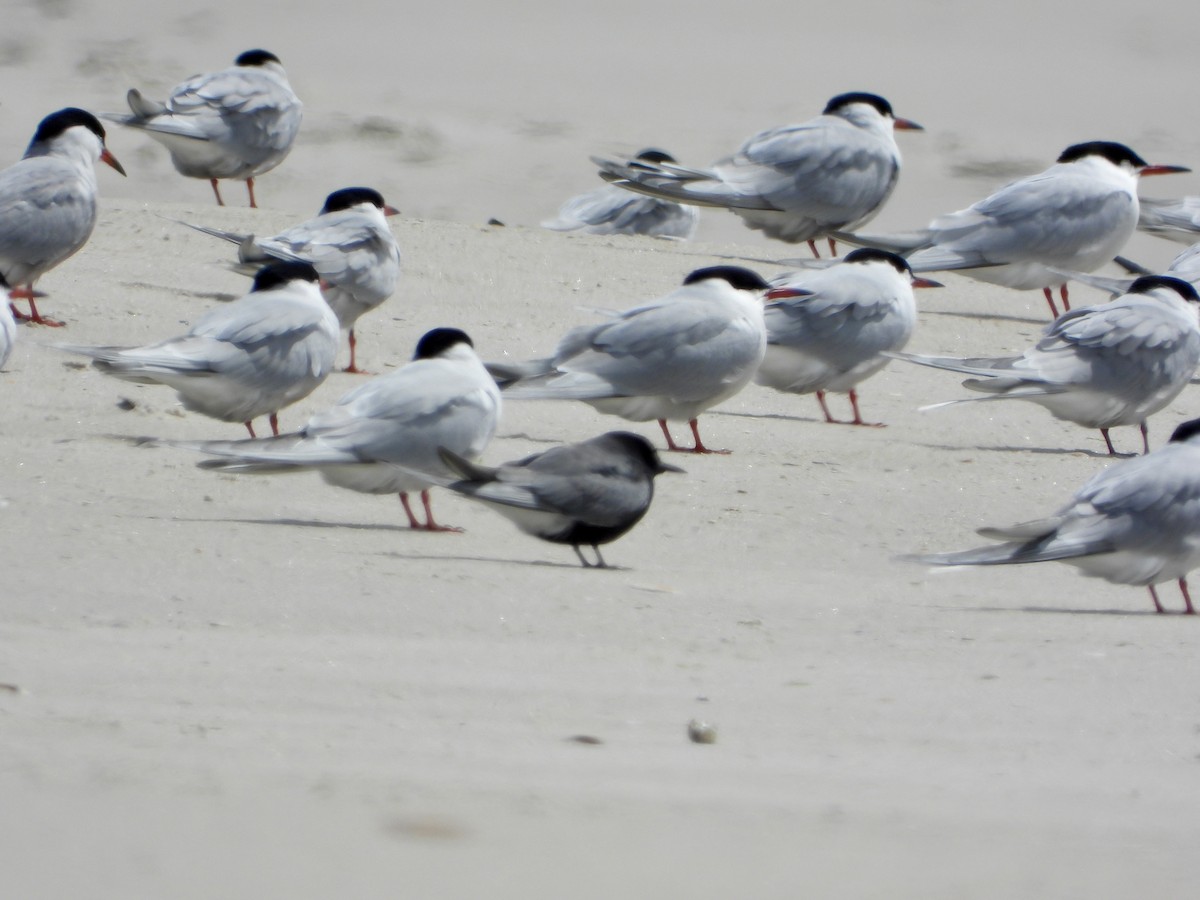 Black Tern - ML618497612