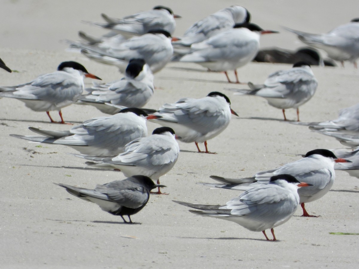 Black Tern - ML618497613