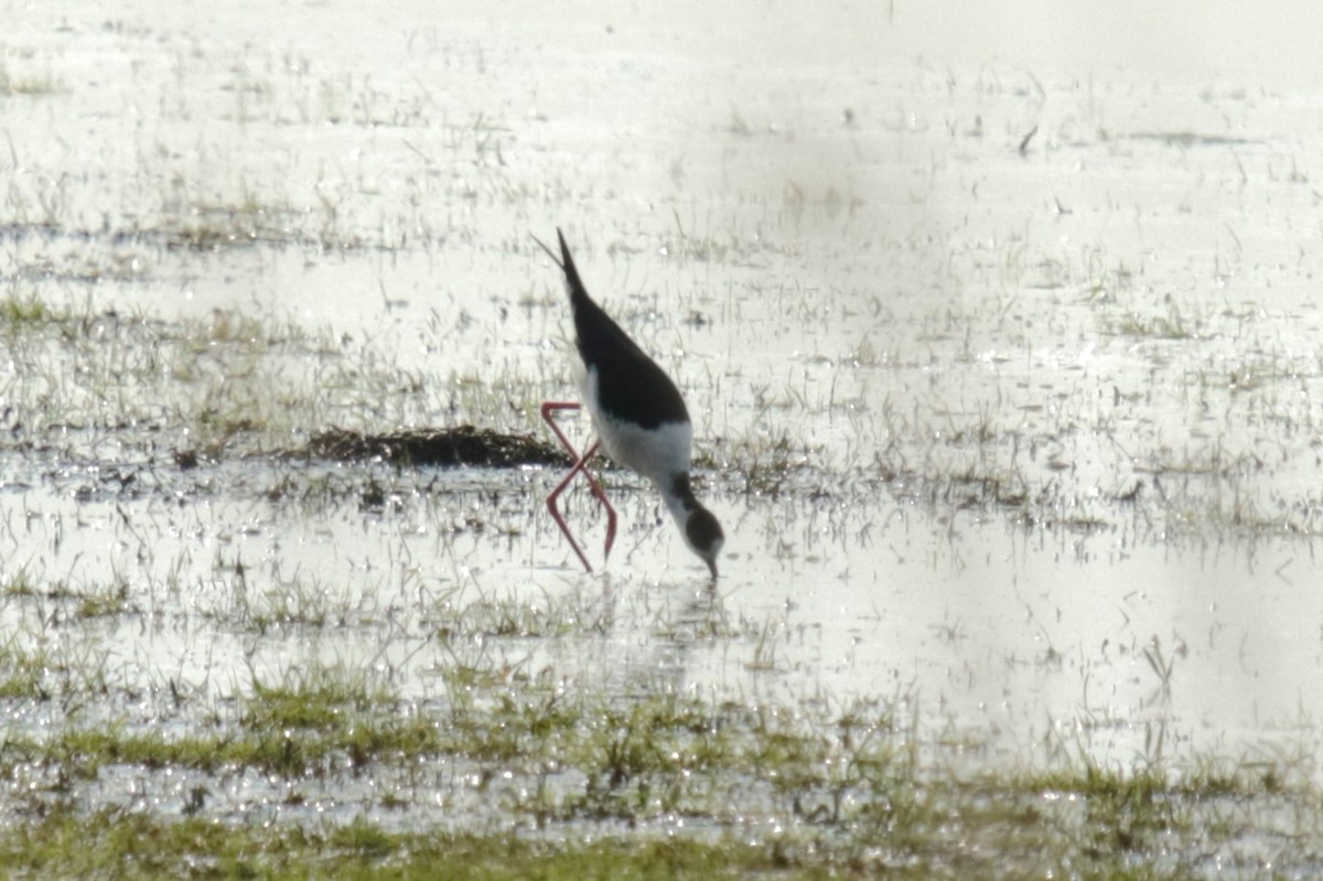 Black-winged Stilt - Jan Roedolf