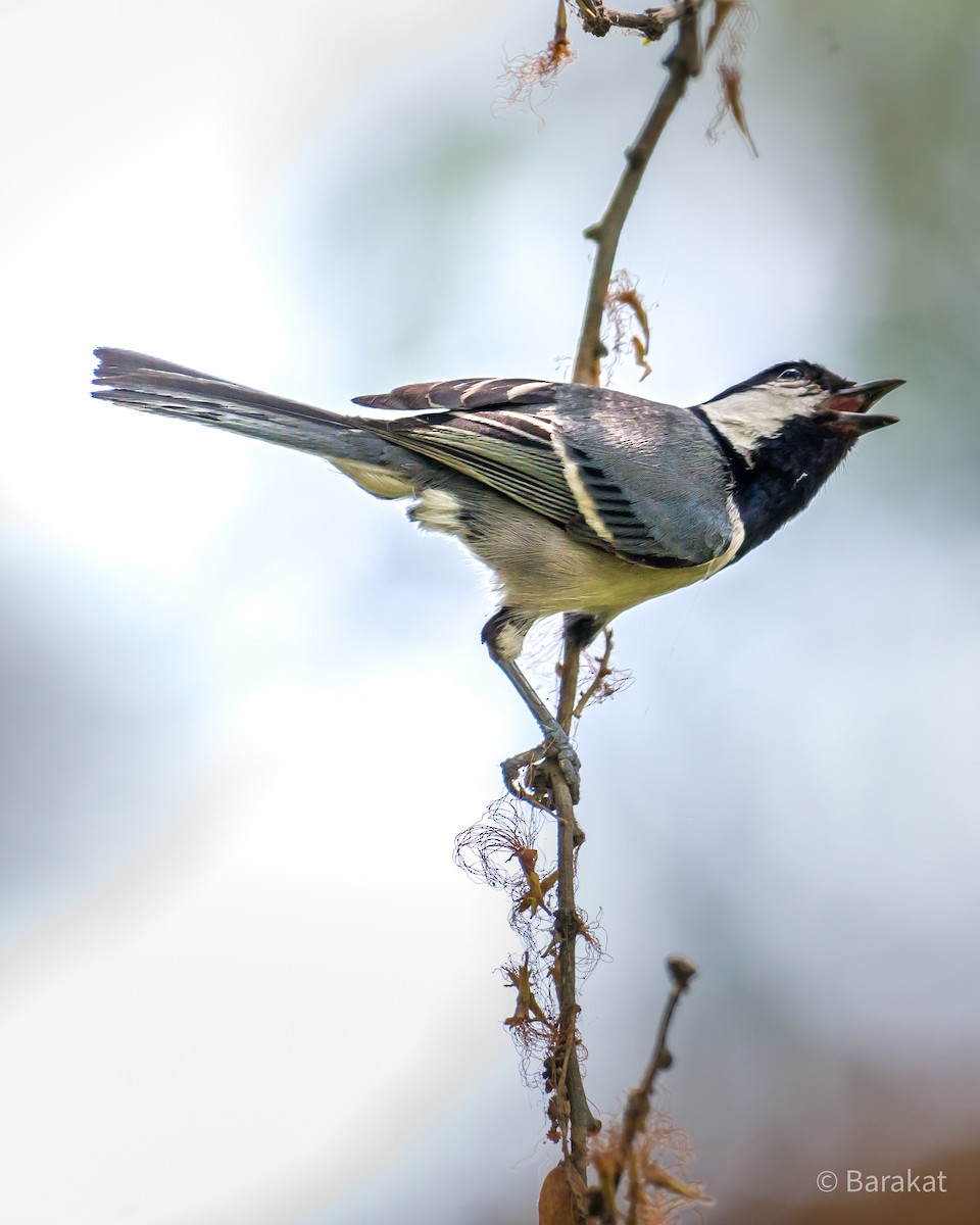 Cinereous Tit - ML618497639