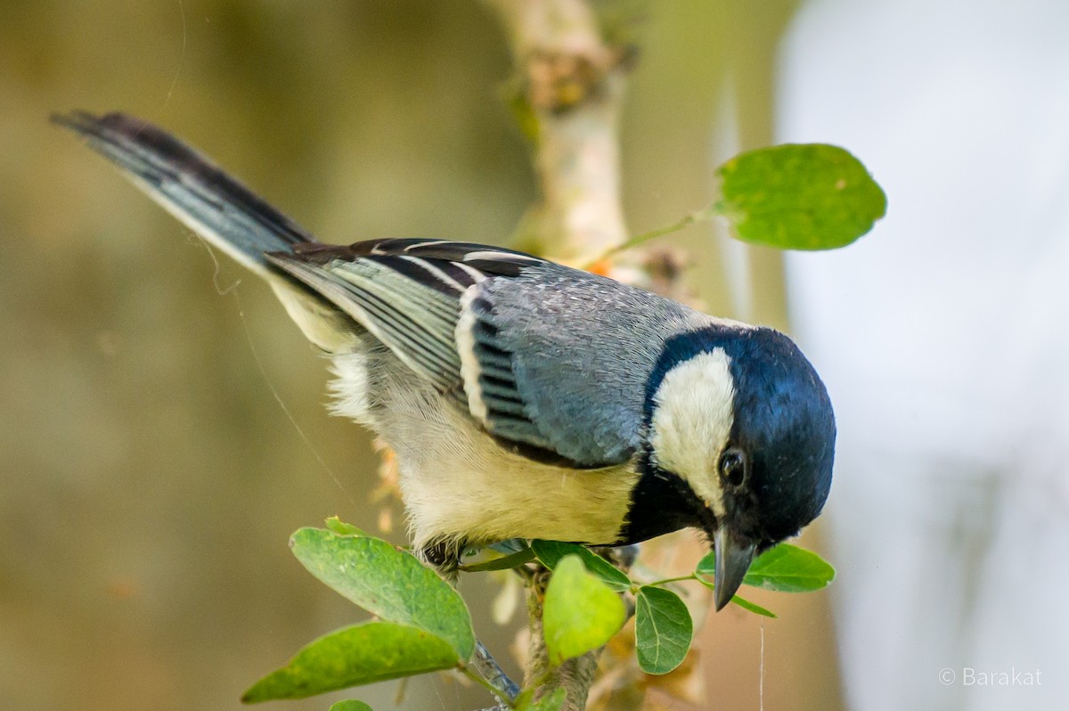 Cinereous Tit - ML618497640