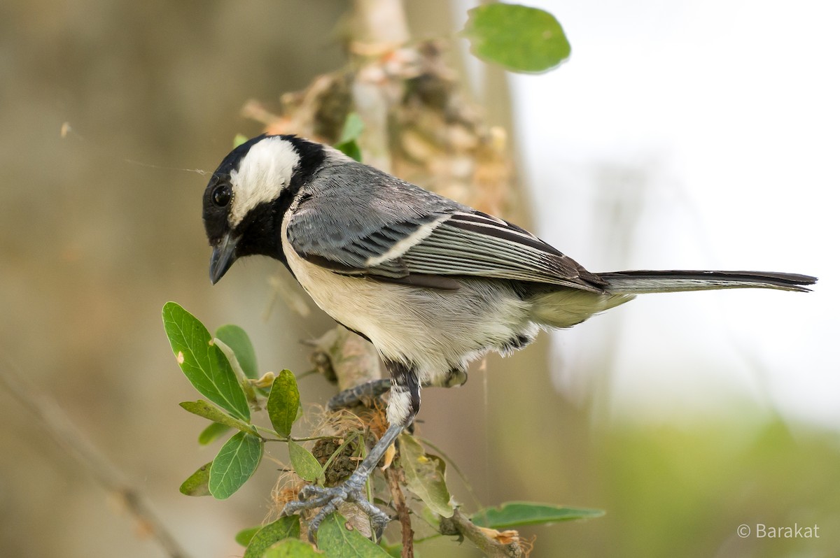 Cinereous Tit - ML618497641