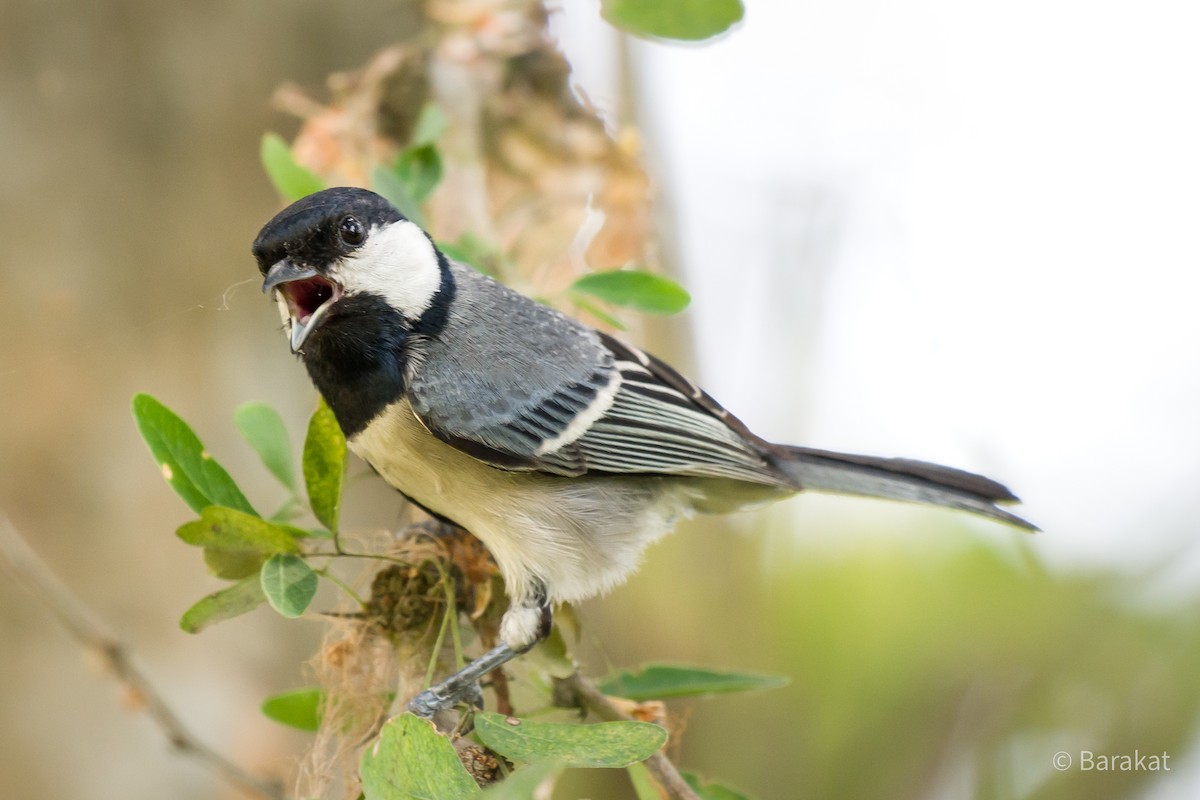 Cinereous Tit - ML618497642