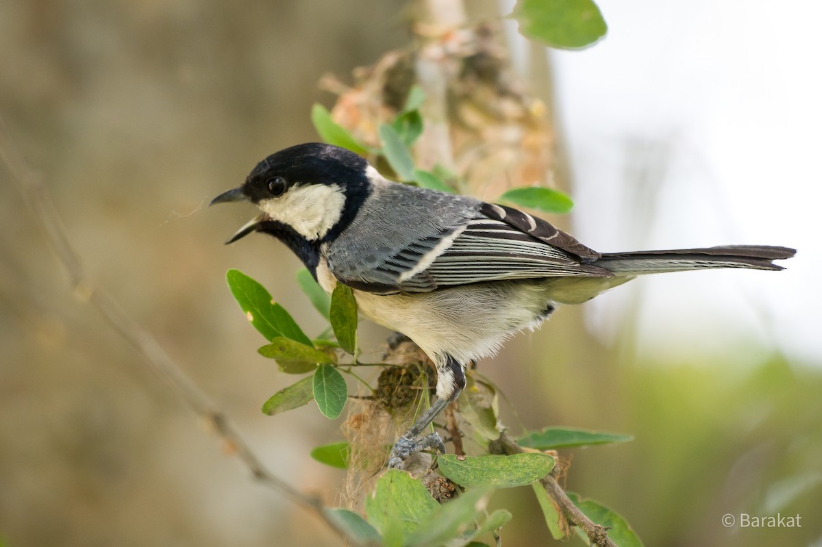 Cinereous Tit - ML618497645