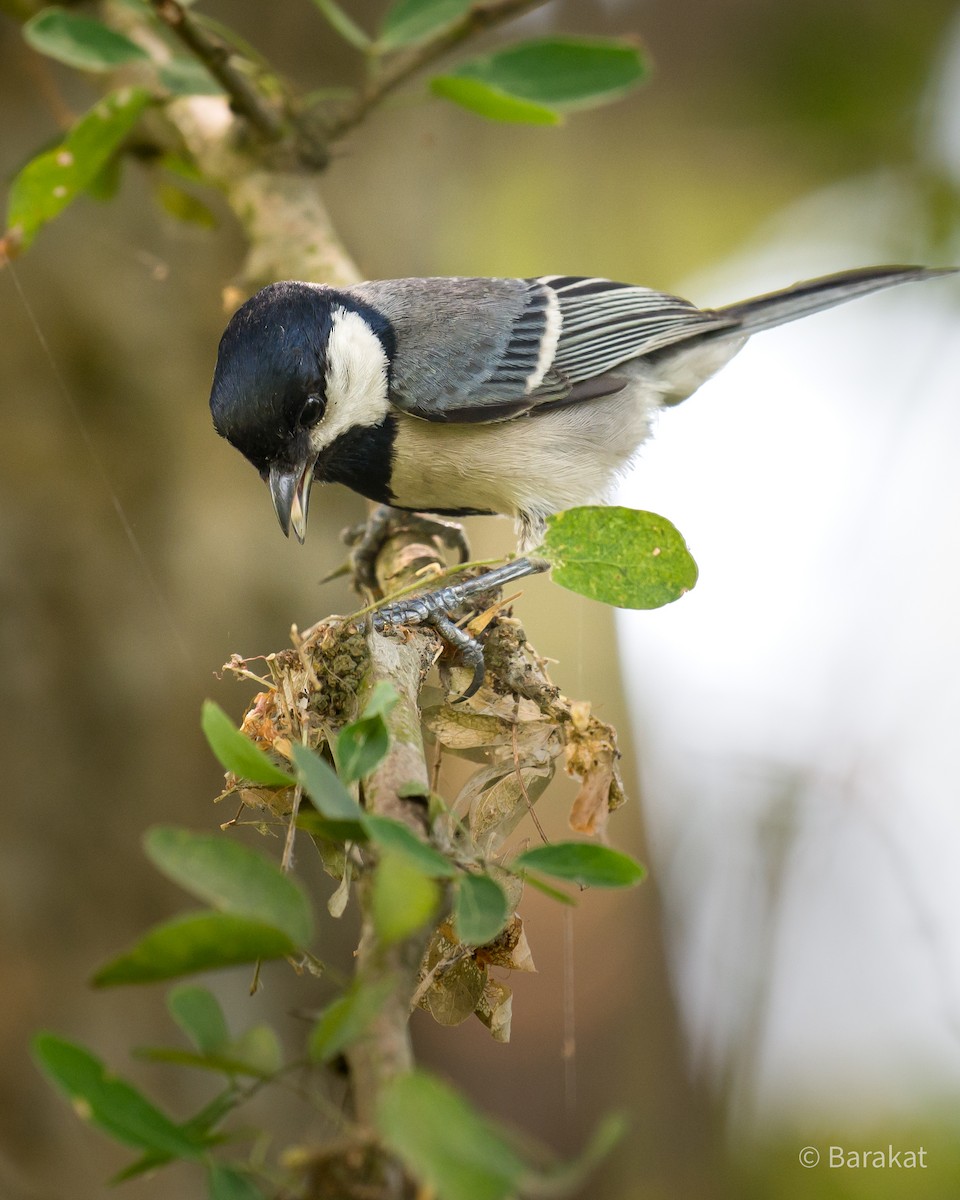 Cinereous Tit - ML618497647