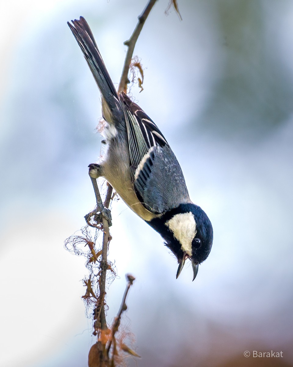 Cinereous Tit - ML618497648