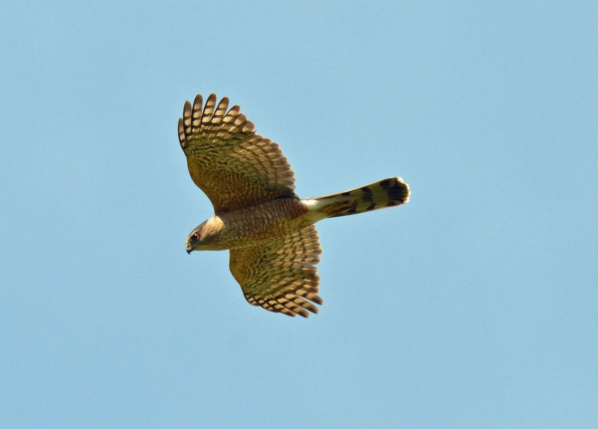 Cooper's Hawk - ML618497652