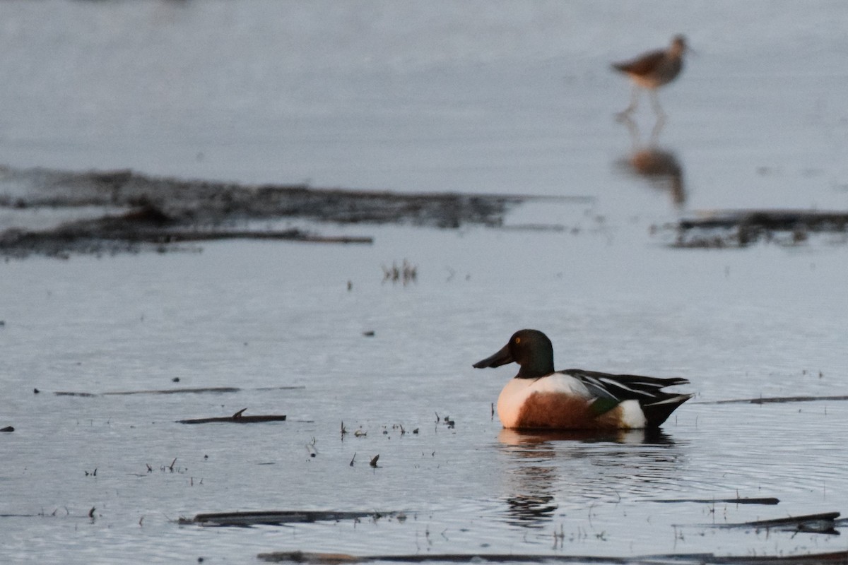 Northern Shoveler - ML618497666