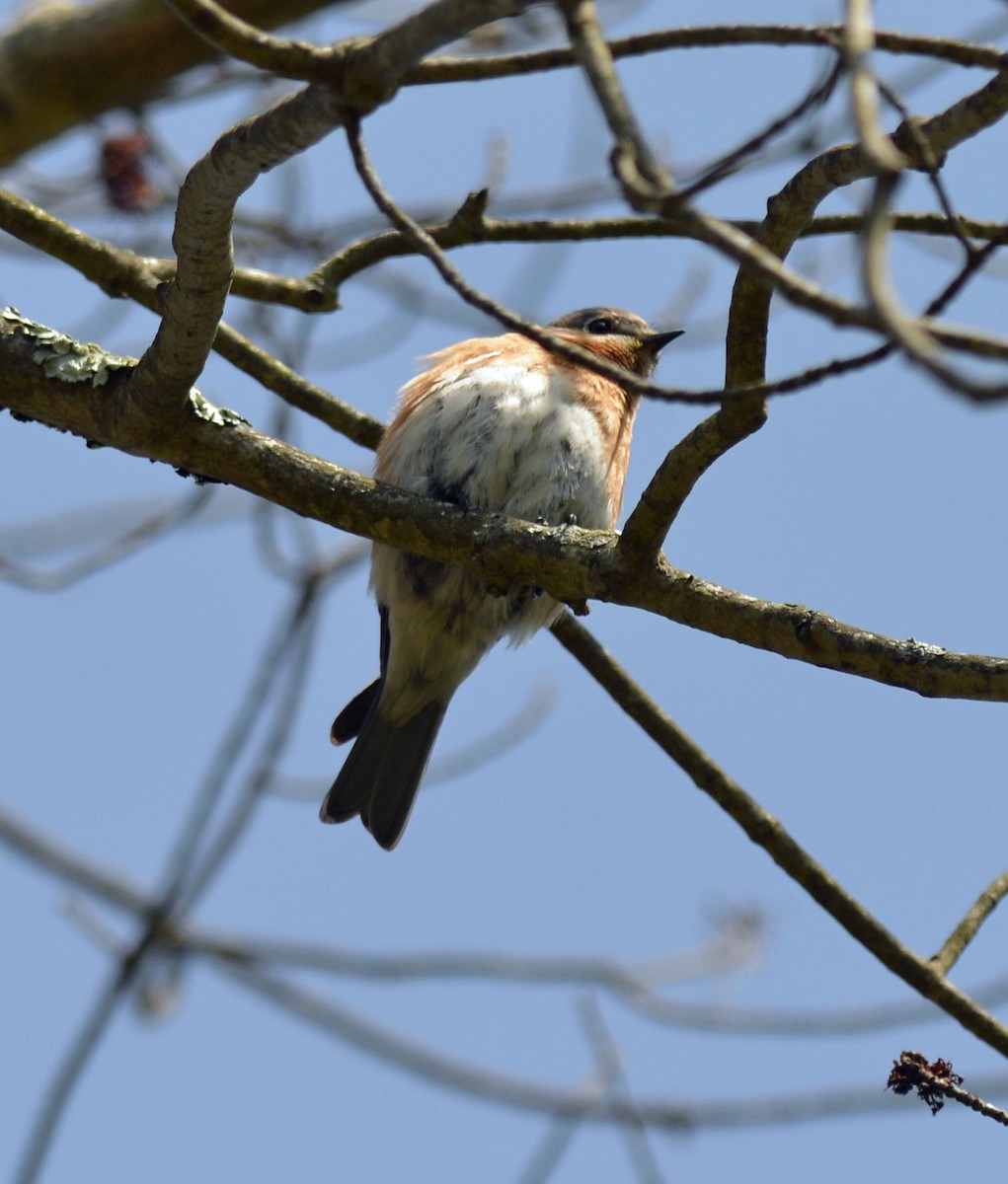 Eastern Bluebird - Michael Carpenter