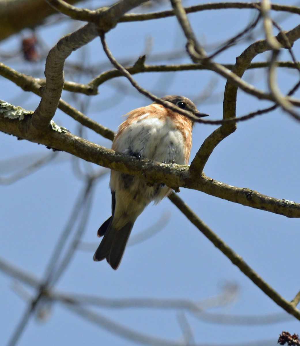 Eastern Bluebird - ML618497688