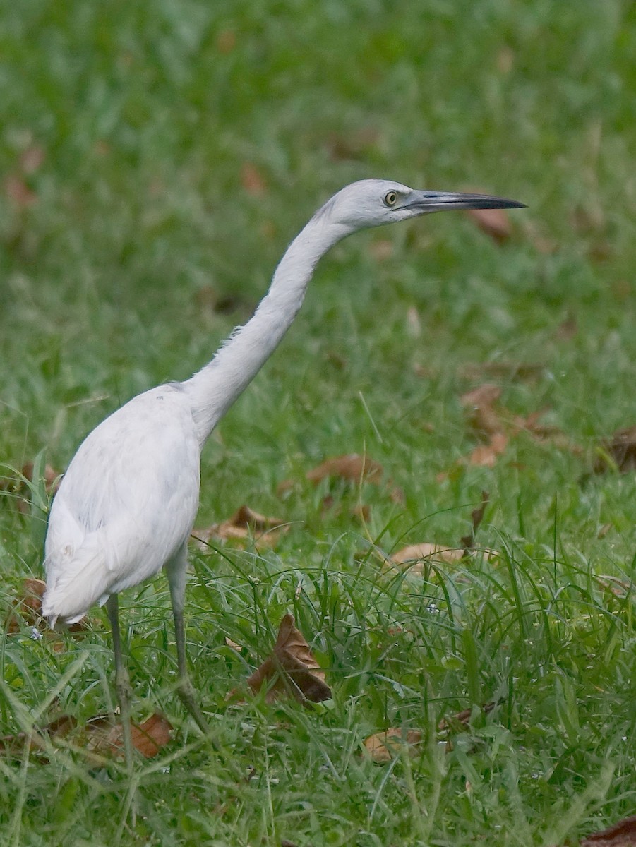 Little Blue Heron - Stéphane  Thomin