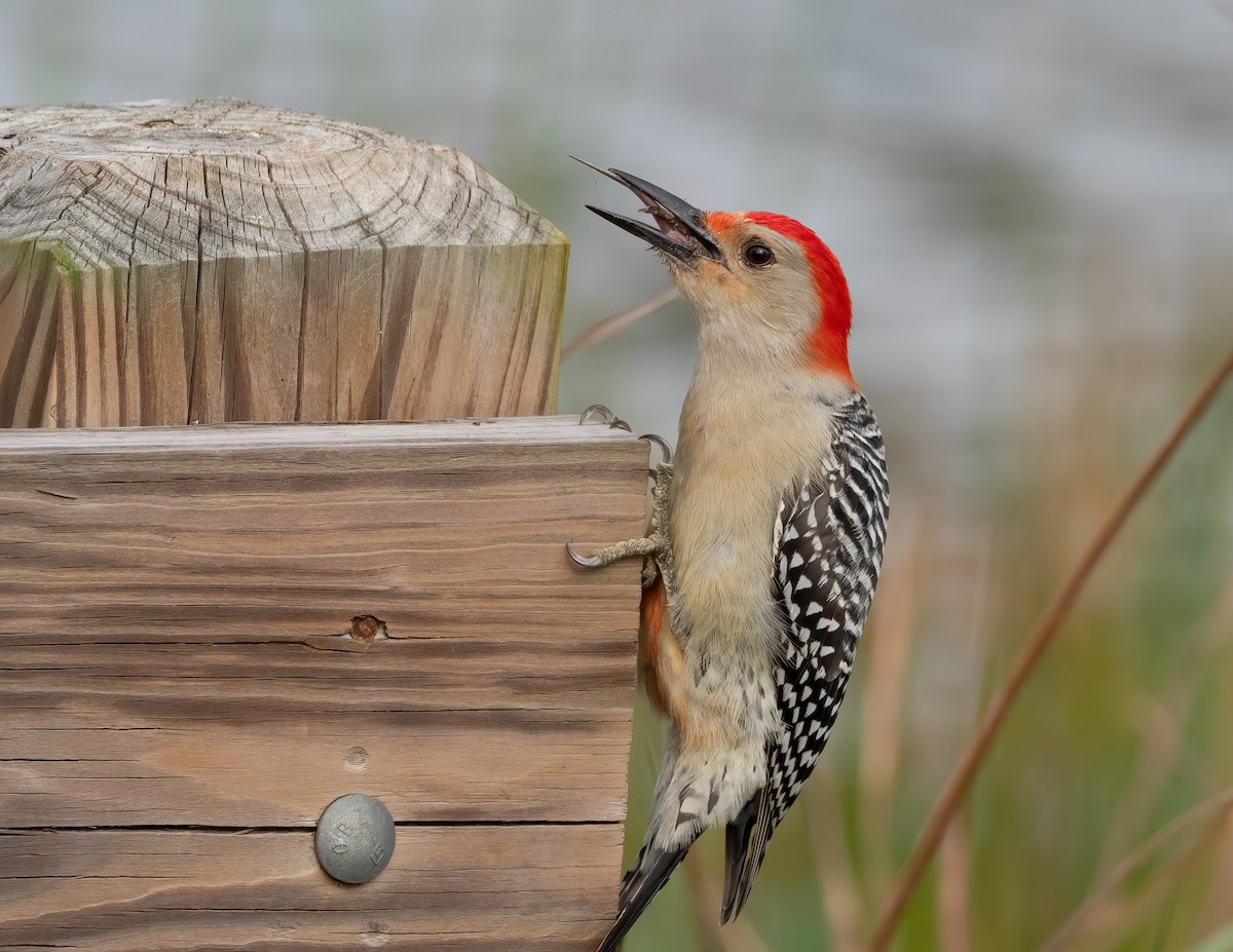 Red-bellied Woodpecker - ML618497719