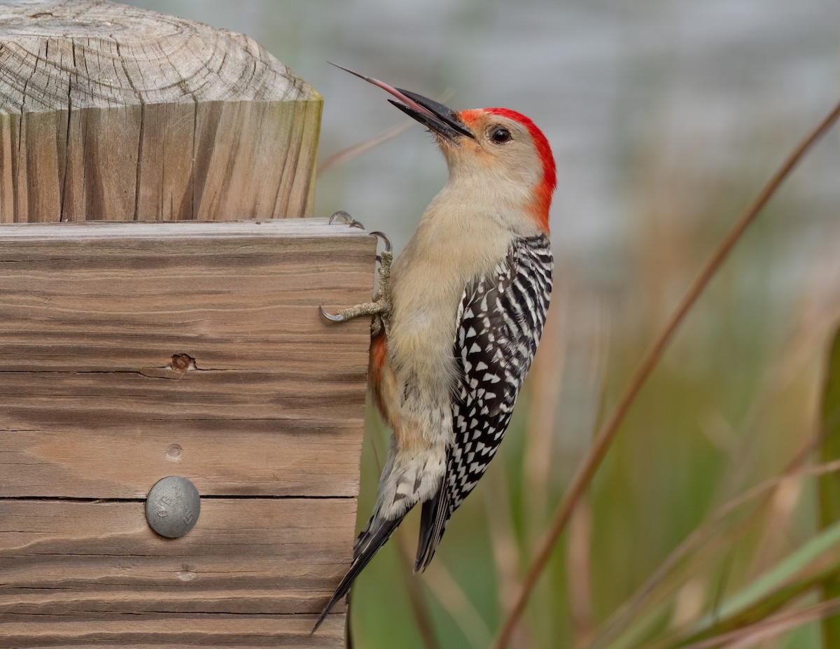 Red-bellied Woodpecker - ML618497720