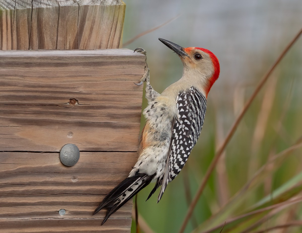Red-bellied Woodpecker - ML618497721