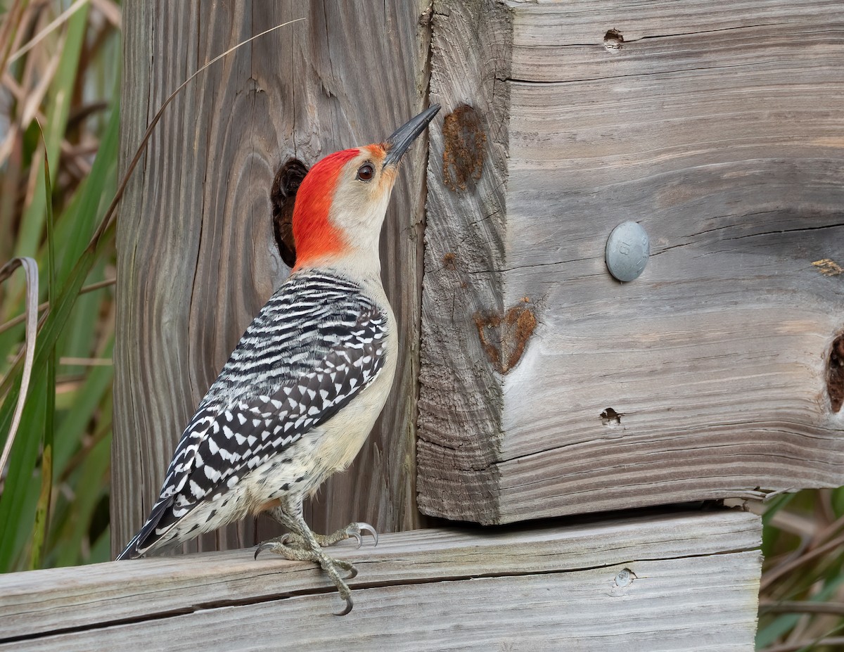 Red-bellied Woodpecker - ML618497722