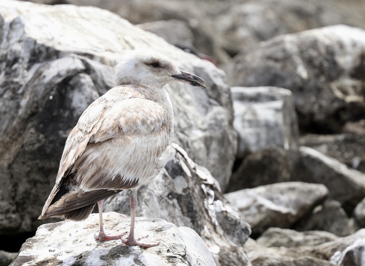 Herring Gull - Grace Simms  🐦‍⬛